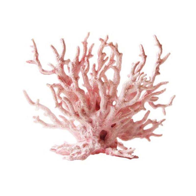 Bio coral bone graft material for dental implant